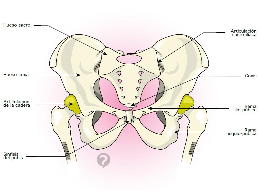 Anatomía-de-la-cadera